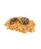 Praline du mois "septembre"